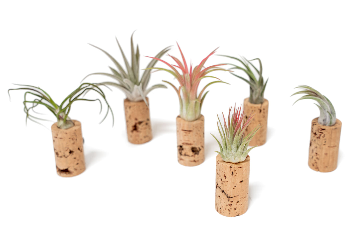 Magnetic Wine Corks with Assorted Tillandsia Air Plants - Set of 3, 6 or 9