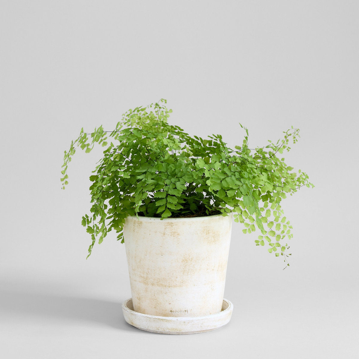 Terra Cotta Basic Planter, White Patina