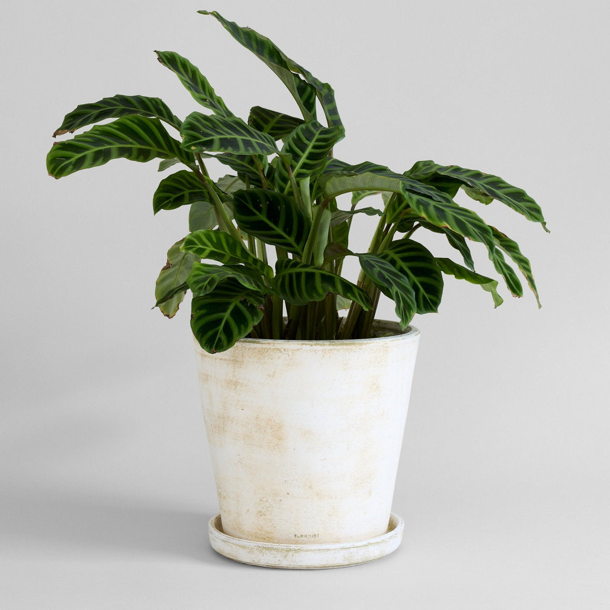 Terra Cotta Basic Planter, White Patina
