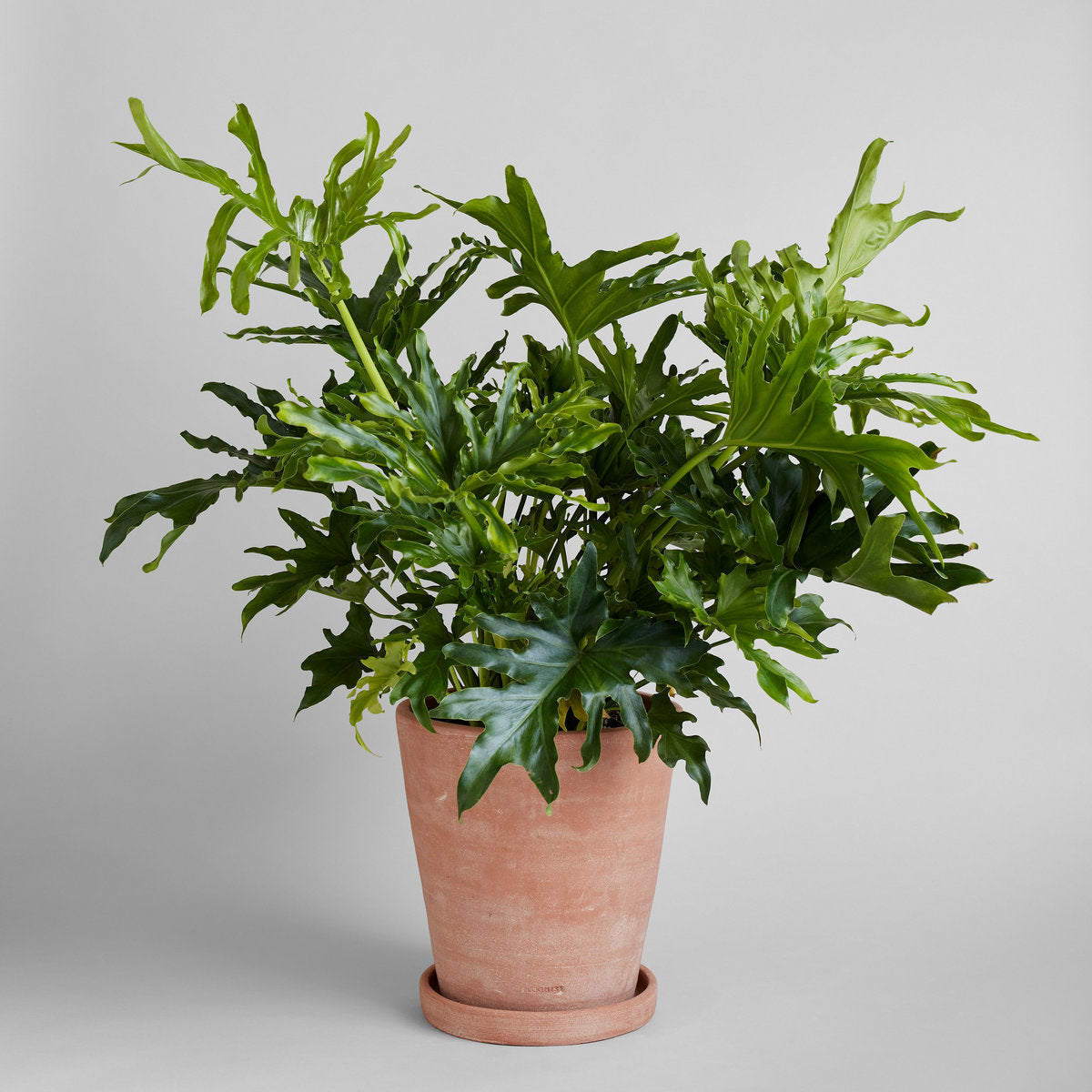 Terracotta Studio Planter, Whitewash