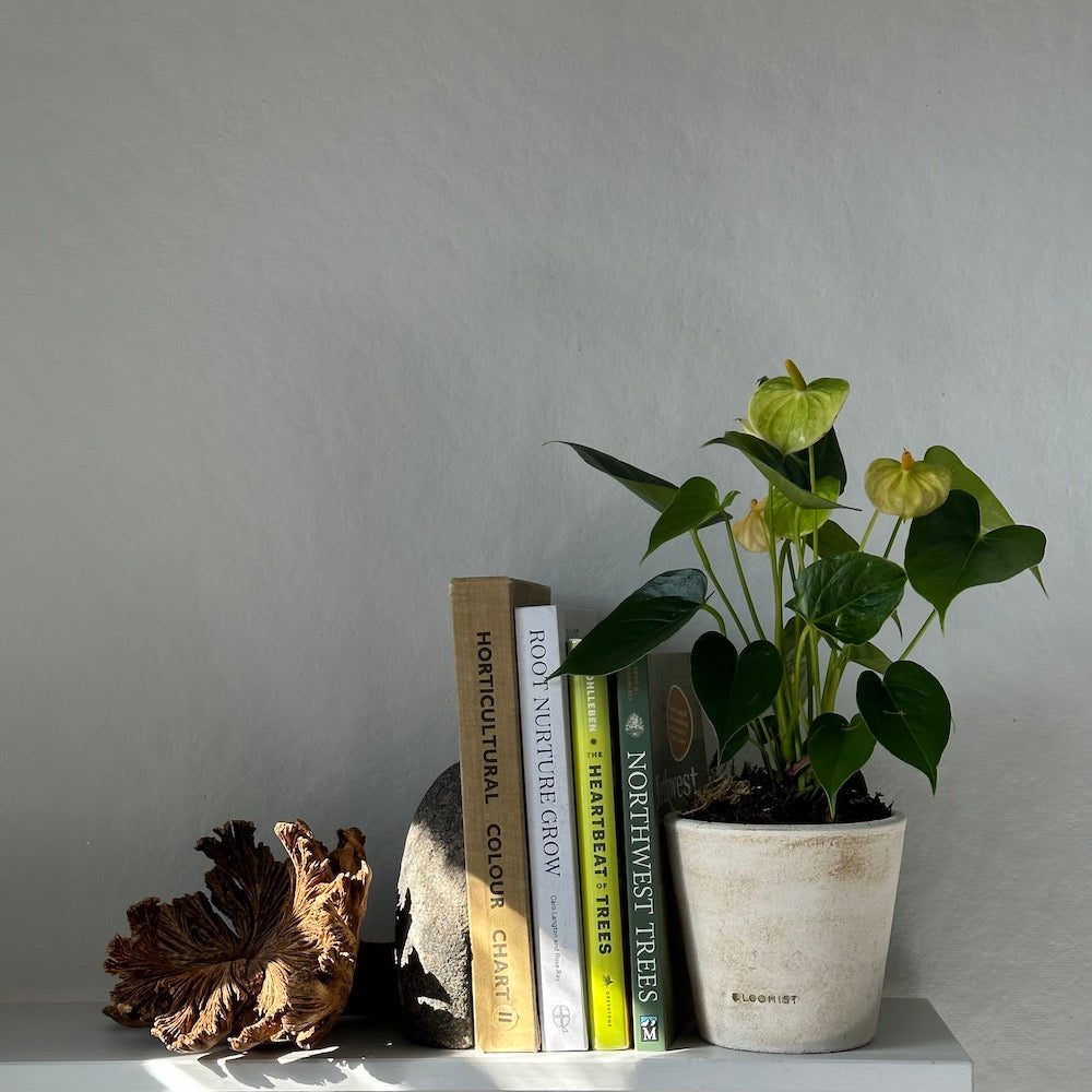Terra Cotta Basic Planter, White Patina